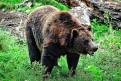 The Bear (near Banff, Alberta) : bear, grizzly, wildlife, photogrtaphy, banff, ticheler