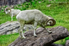 Bighorn Sheep  (near Banff, Alberta) : bighorn sheep, wildlife, nature, photography, banff, rocky mountains, ticheler