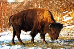 Grazing Bison   (Elk Island National Park, Canada) : bison, grazing, elk island national park, buffalo, canada, ticheler