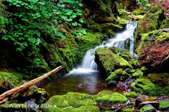 Forest Stream #1 (Fundy National Park, Canada) . . . © 2005 Alan Ticheler. All rights reserved.