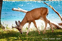 Deer by Lake (Waterton Lakes National Park, Canada) . . . © 2008 Alan Ticheler. All rights reserved.
