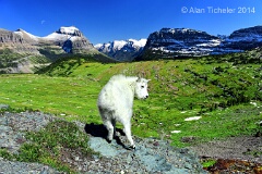 Young Mountain Goat (Glacier National Park, Montana) . . . © 2014 Alan Ticheler. All rights reserved.