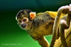 Squirrel Monkey at Valley Zoo  (Edmonton, Alberta) . . . © 2015 Alan Ticheler. All rights reserved.