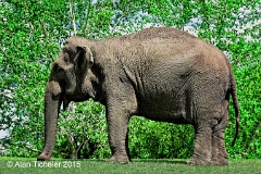 Lucy the Elephant at Valley Zoo (Edmonton, Alberta) . . . © 2015 Alan Ticheler. All rights reserved.