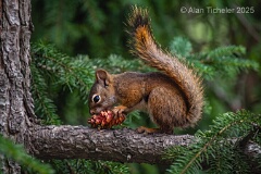 Feasting Squirrel  (Edmonton, Alberta) . . . © 2025 Alan Ticheler. All rights reserved.