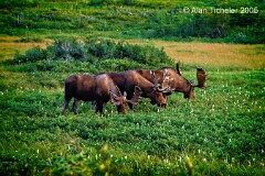 Three Scoops of Chocolate Moose (L'Anse aux Meadows, Newfoundland) . . . © 2005 Alan Ticheler. All rights reserved.