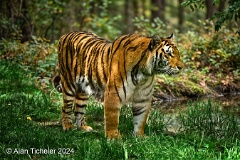 Amur Tiger (Zoologischer Garten Berlin, Germany) . . . © 2024 Alan Ticheler. All rights reserved.