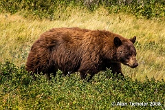 Cinnamon Bear (Waterton Lakes National Park, Canada) . . . © 2008 Alan Ticheler. All rights reserved.